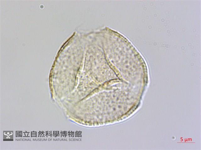 蘭嶼厚殼樹藏品圖，第1張