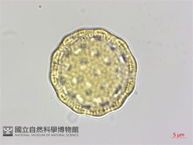 馬氏濱藜藏品圖，第2張