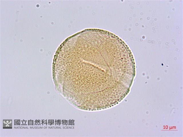 蘭嶼胡桐藏品圖，第2張