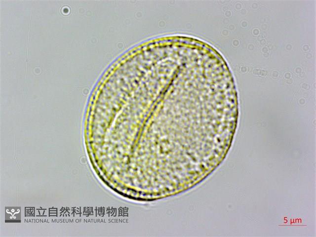 小木通藏品圖，第1張