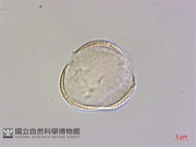 檉柳、華北檉柳藏品圖，第1張