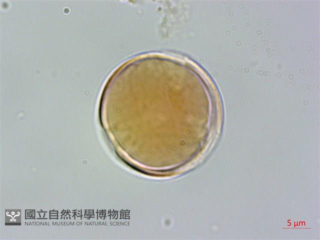 披針葉毛柃藏品圖，第1張