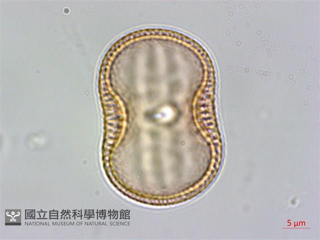 爵床藏品圖，第1張