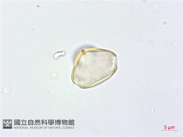 高士佛赤楠藏品圖，第1張