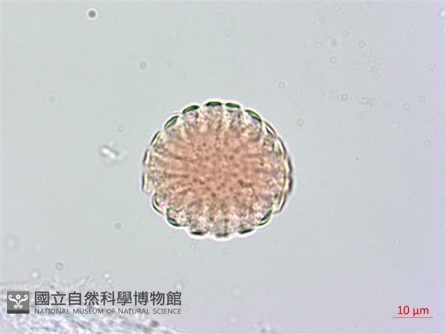 小扁豆藏品圖，第2張