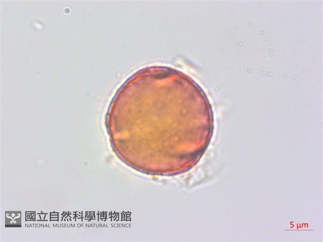 蘭嶼蘋婆藏品圖，第2張