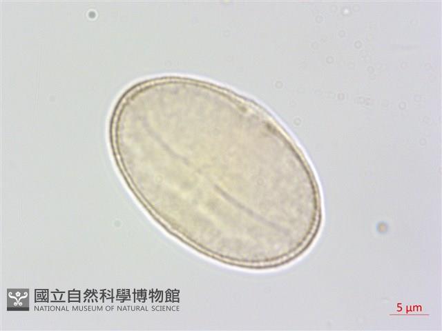 水芹菜藏品圖，第1張