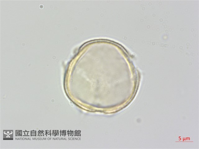 通條樹，喜馬山旌節花藏品圖，第1張