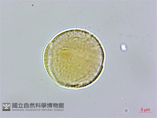 玉山櫻草藏品圖，第1張