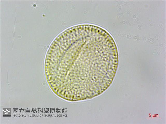 亨利氏鐵線蓮藏品圖，第1張