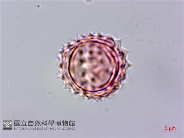 紅面番藏品圖，第2張