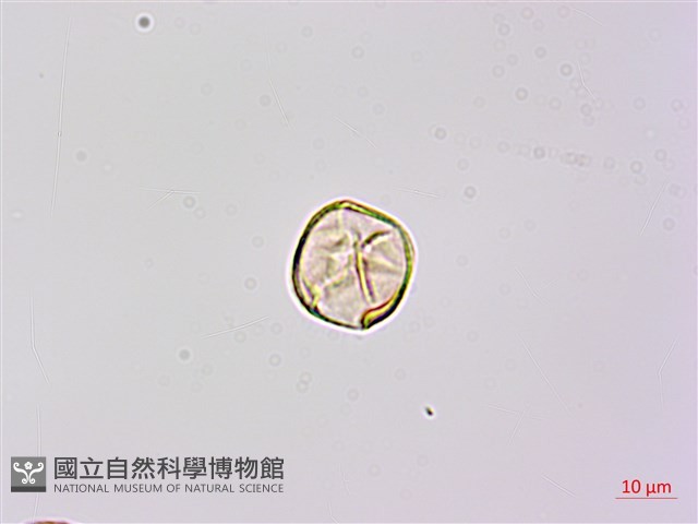 苦參藏品圖，第1張