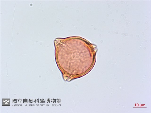宜梧藏品圖，第1張