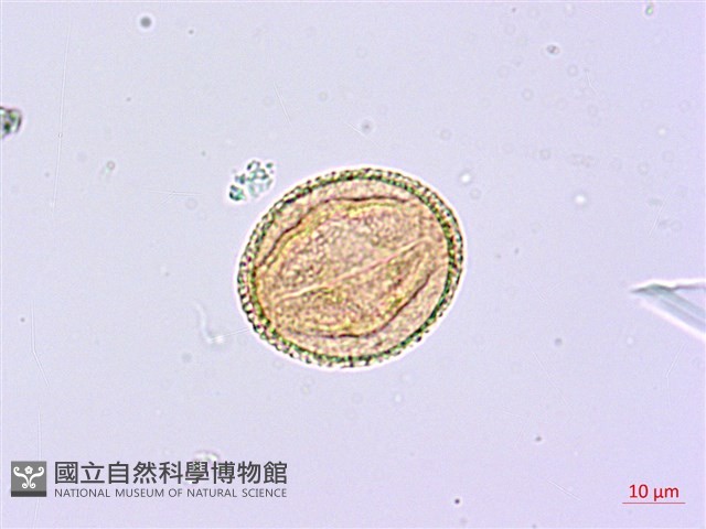臺灣鵝掌柴藏品圖，第2張