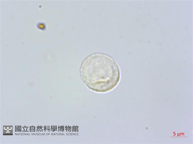 食用樓梯草藏品圖，第2張