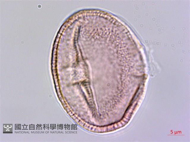 登錄號:S159041藏品圖，第1張