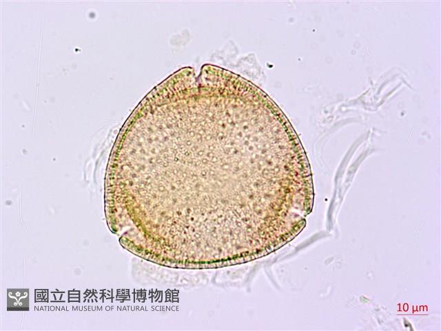 裡白忍冬、紅腺忍冬藏品圖，第2張