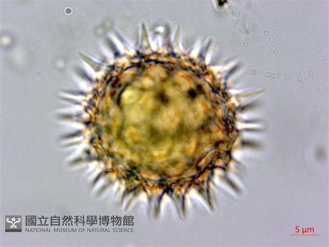 王爺葵、五瓜金英藏品圖，第1張
