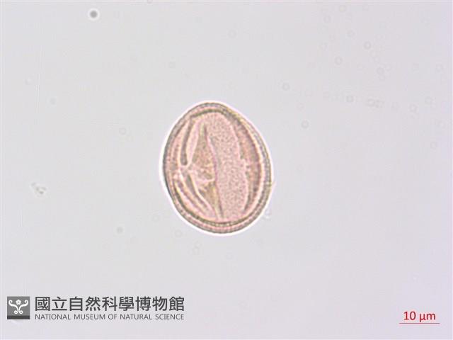 野鴉椿藏品圖，第1張