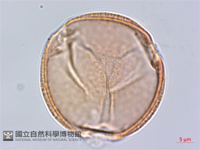 黑果馬交兒藏品圖，第1張