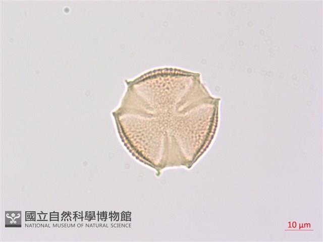 山香圓藏品圖，第2張