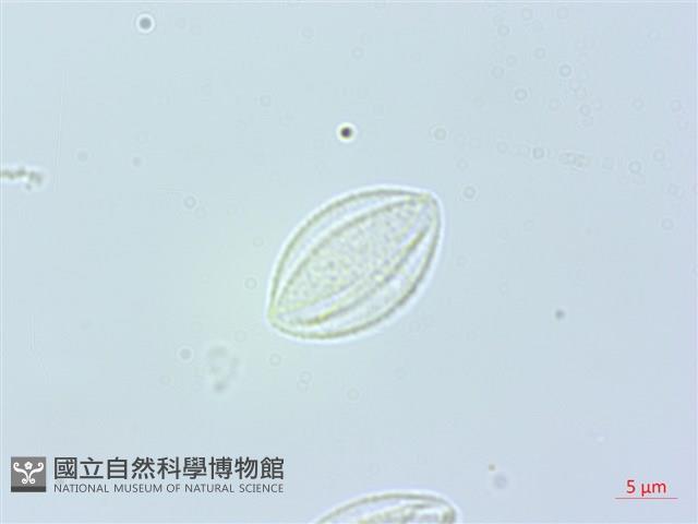 長葉苧麻藏品圖，第1張