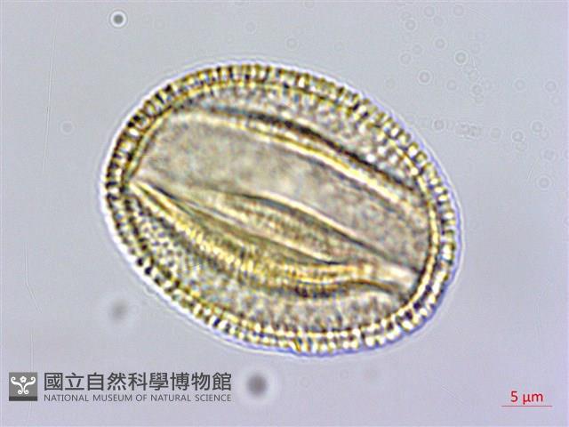 翼萼蔓藏品圖，第1張