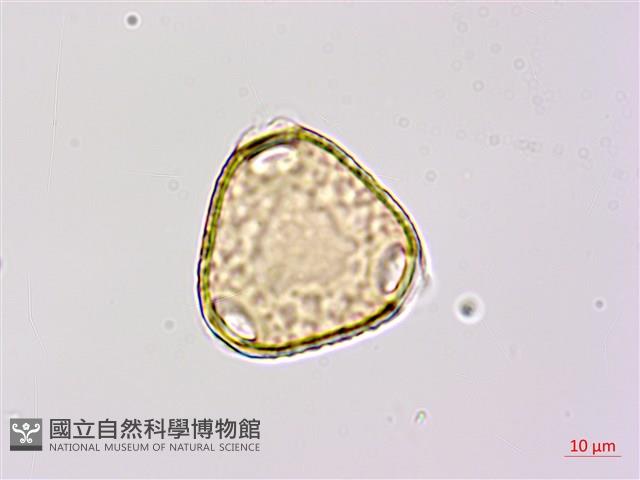 苗栗野豇豆藏品圖，第1張
