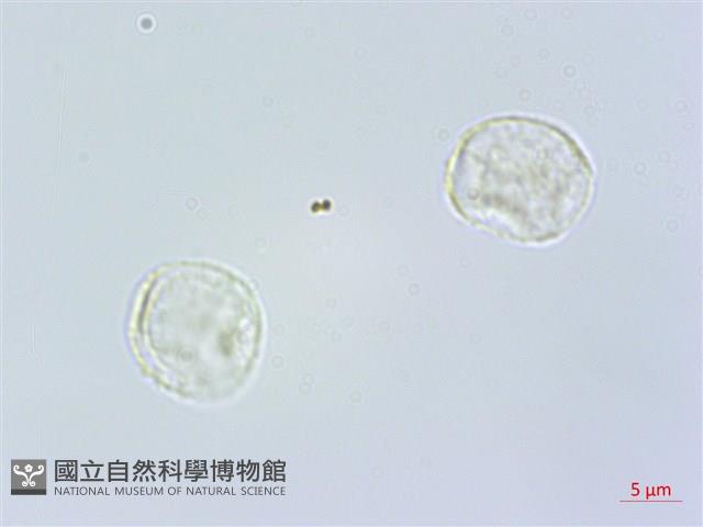 登錄號:S118981藏品圖，第1張