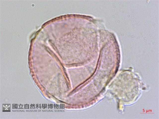 煙草藏品圖，第1張