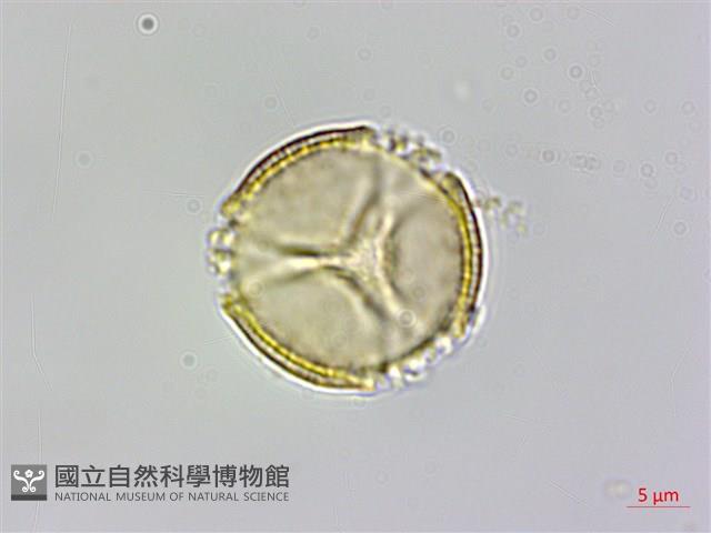 魚木藏品圖，第1張