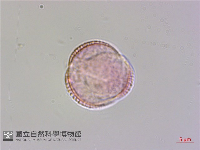 華北檉柳藏品圖，第1張