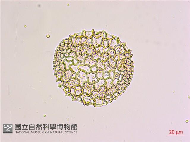 粗莖麝香百合、糙莖麝香百合、鐵炮百合藏品圖，第1張