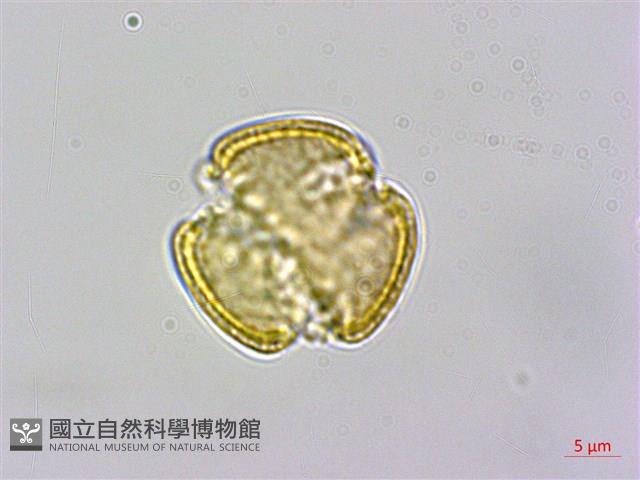 威靈仙藏品圖，第2張