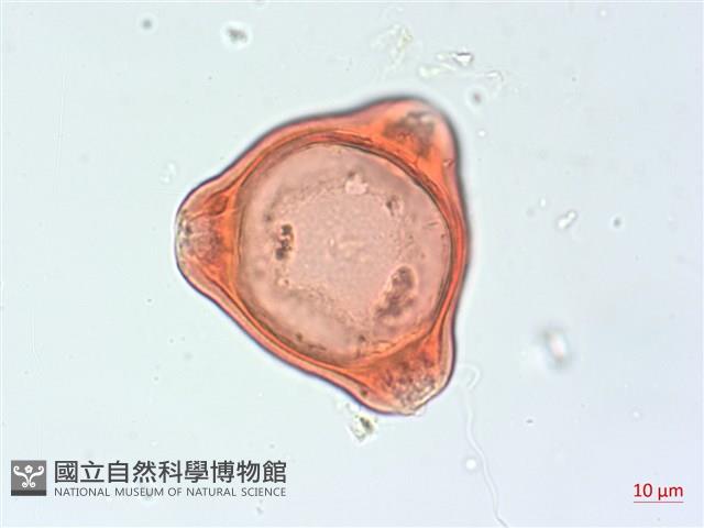 合歡柳葉菜藏品圖，第1張