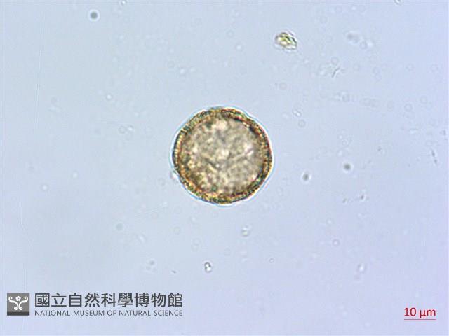 三脈種阜草藏品圖，第2張