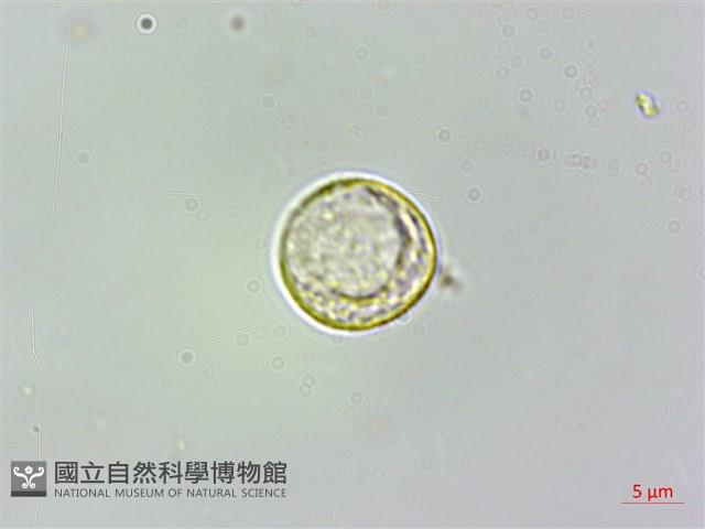 小葉石薯藏品圖，第1張