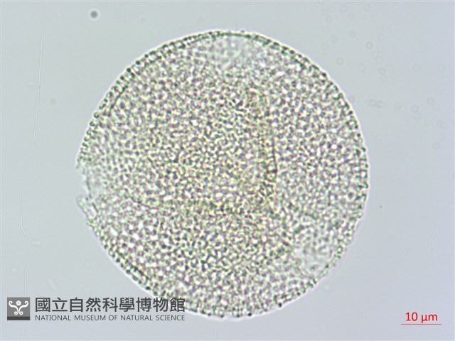 苦瓜藏品圖，第2張