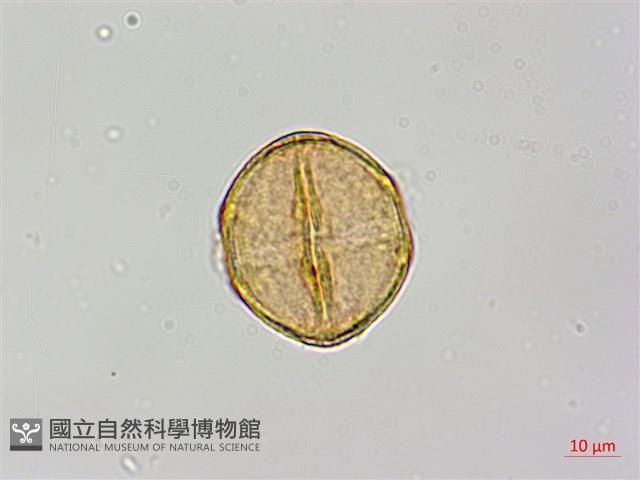 紅皮、葉下白、赤仔尾藏品圖，第2張