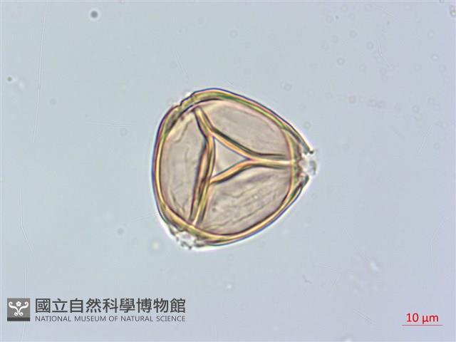 山柿, 山豆柿藏品圖，第2張