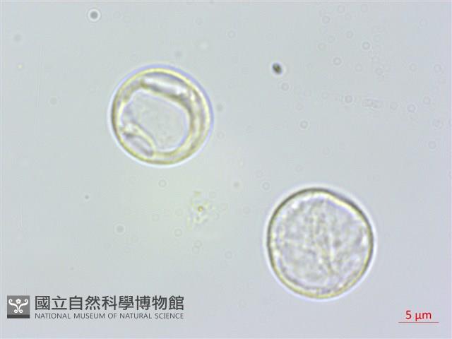 長葉苧麻、柄果苧麻藏品圖，第1張