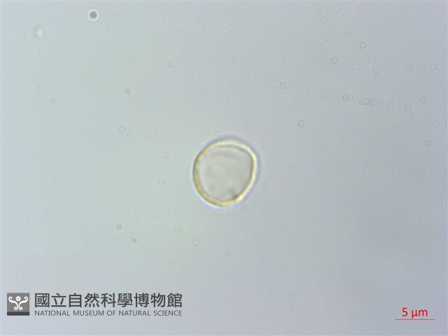 盤托樓梯草藏品圖，第1張