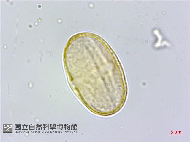 玉山茴香藏品圖，第2張