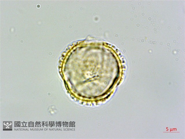 臺灣蝴蝶戲珠花、臺灣蝴蝶花藏品圖，第1張