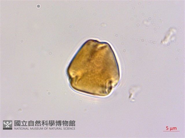 臺灣黃鱔藤藏品圖，第1張