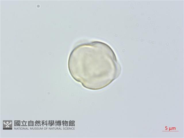 米碎柃木藏品圖，第1張