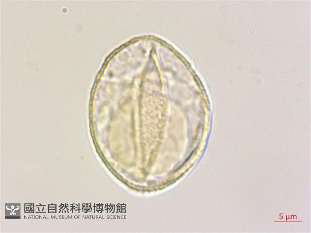 列當藏品圖，第2張