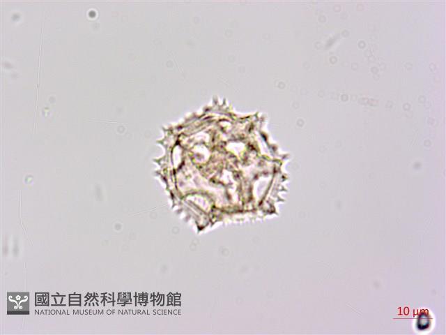 登錄號:S148224藏品圖，第1張