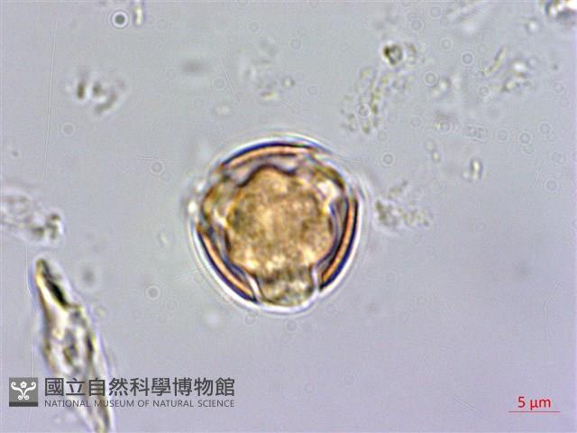 紅子佛甲草藏品圖，第2張