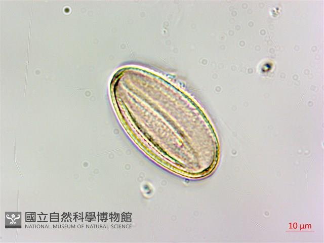 台灣香科科藏品圖，第1張